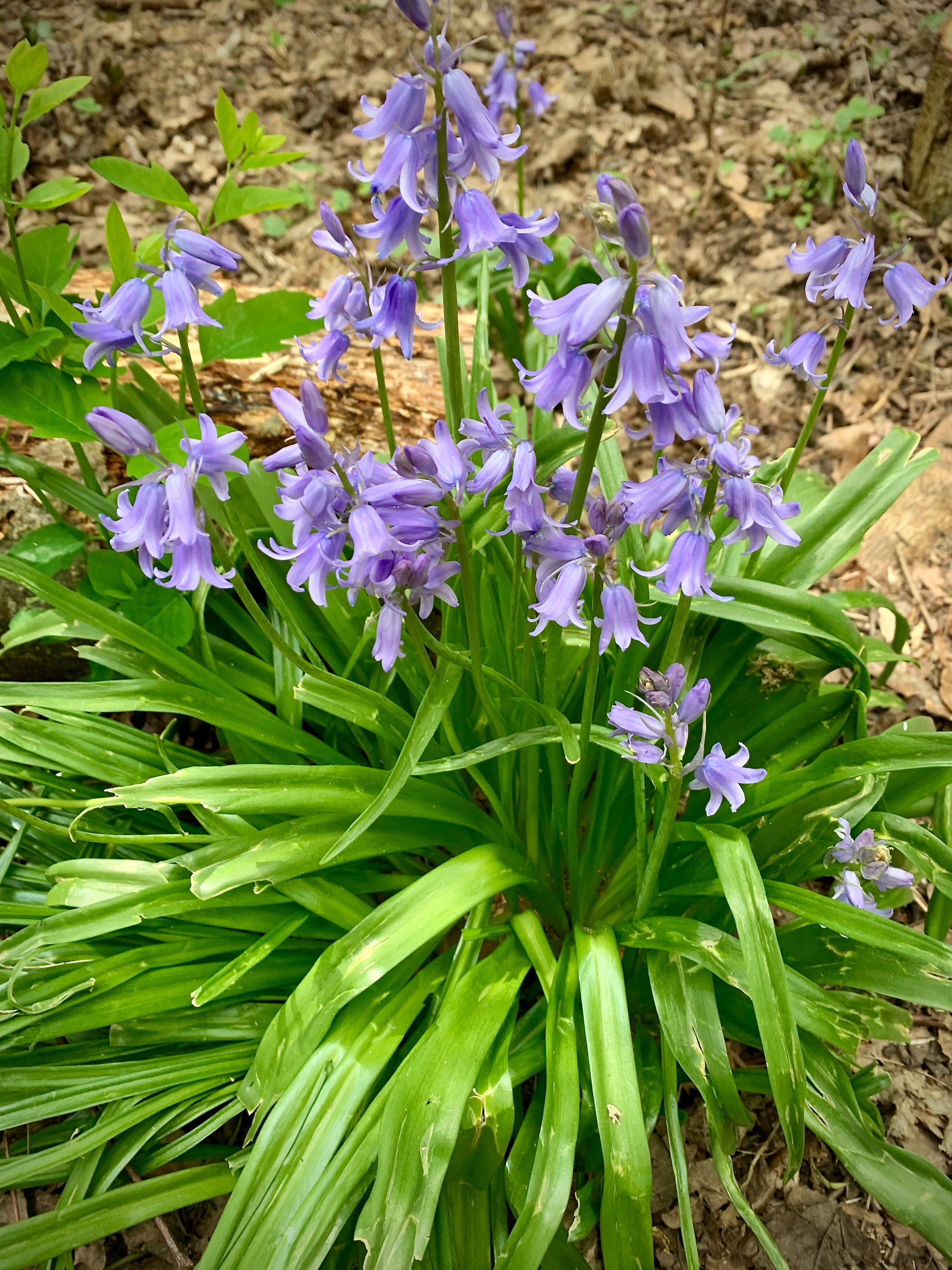 Spring bluebells on the woodland ground.